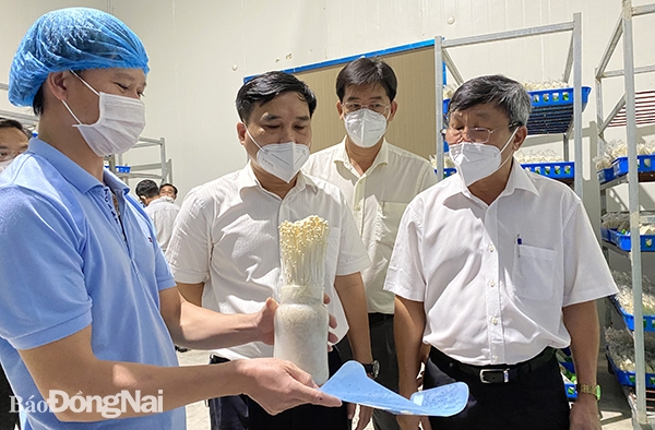 Phó bí thư Thường trực Tỉnh ủy Hồ Thanh Sơn đã đi tham quan một cơ sở sản xuất nấm công nghệ cao tại xã Bảo Quang