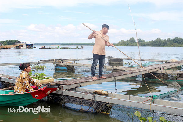 Vợ chồng ngư dân Hai Mạnh, làng bè Suối Tượng, dọn dẹp khu vực nuôi cá bè. Ảnh: Đoàn Phú