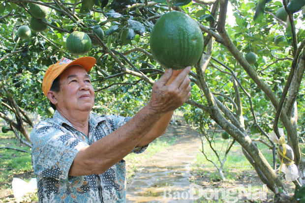 Nông dân trồng bưởi ở H.Trảng Bom mong có HTX liên kết với doanh nghiệp bao tiêu bưởi cung cấp cho thị trường xuất khẩu. Ảnh: Lê Quyên