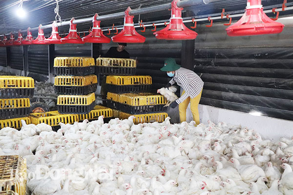 Gà công nghiệp nội địa gặp nhiều khó khăn trong cạnh tranh với gà nhập giá rẻ. Trong ảnh: Một trang trại gà ở xã Long Đức, H.Long Thành xuất bán gà đến tuổi
