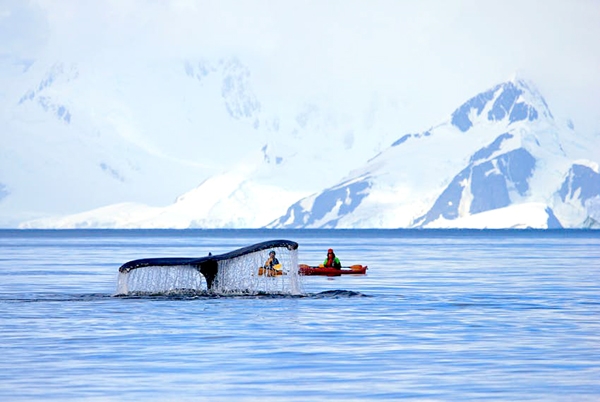 Du khách chèo thuyền kayak gần cá voi lưng gù ở Nam cực. Nguồn: reisegraf.ch/Shutter