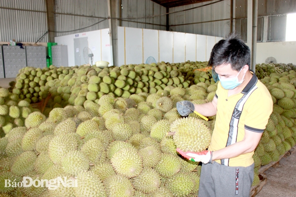 Sầu riêng đạt 3 sao OCOP của HTX Thương mại dịch vụ nông nghiệp Xuân Định
