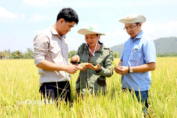Nông dân (giữa) được các kỹ sư nông nghiệp hướng dẫn chăm sóc cây lúa. Ảnh: Ngọc Liên