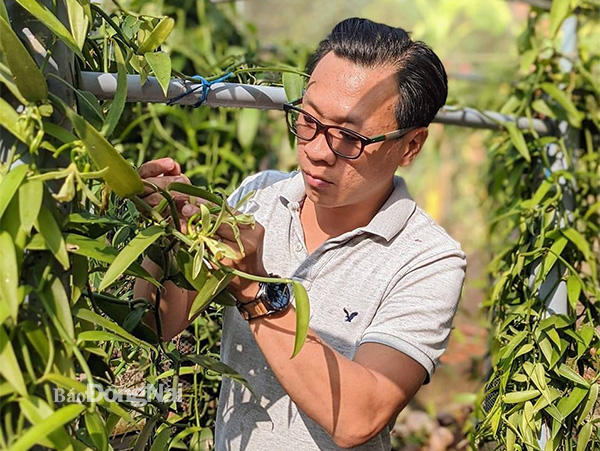 Anh Phạm Thái Vương Nam chăm sóc cây vani. Ảnh: N.Liên