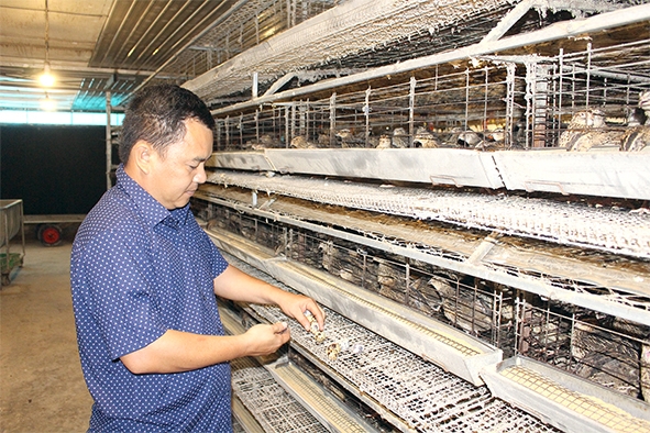Anh Phạm Văn Thịnh kiểm tra sản phẩm trứng cút trong chuồng trại được nuôi khép kín. Ảnh: V.Gia