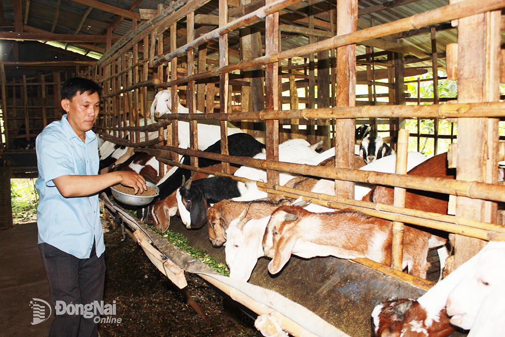 Chăn nuôi dê, mô hình sản xuất mang lại hiệu quả kinh tế cao của nông dân. Ảnh: N.Liên