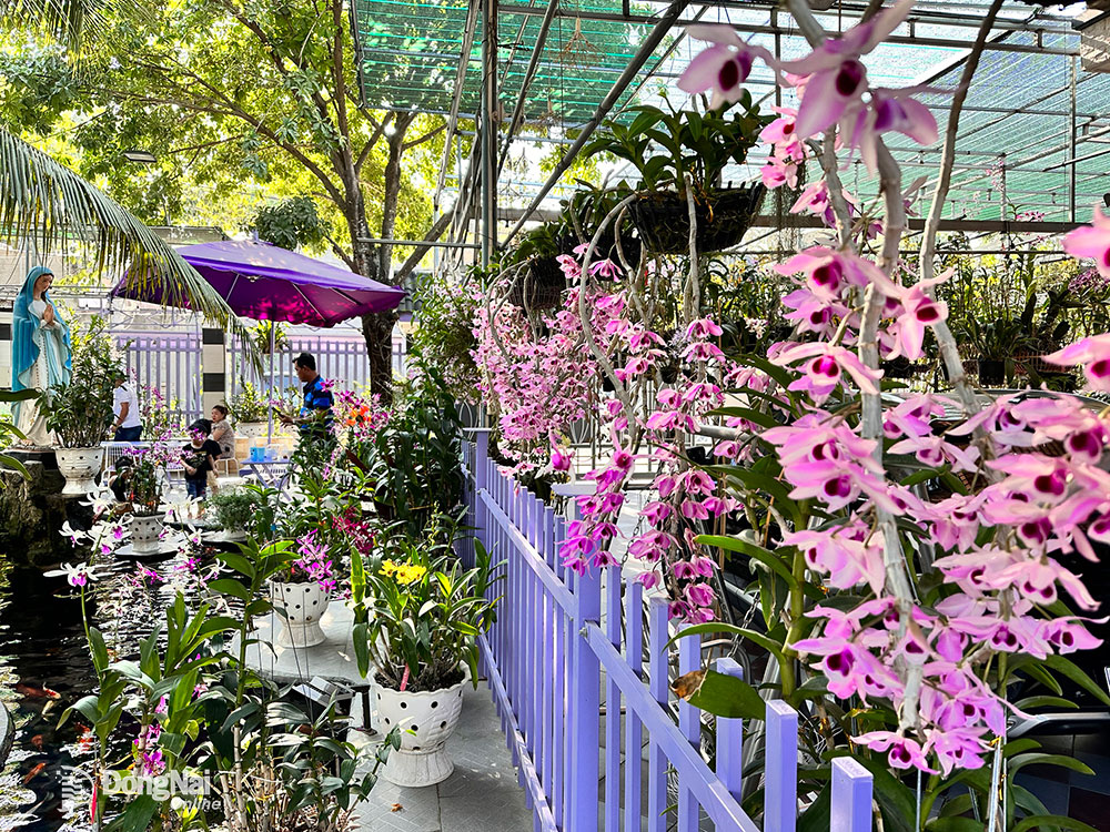 Một hàng dài lan treo với màu tím dễ thương