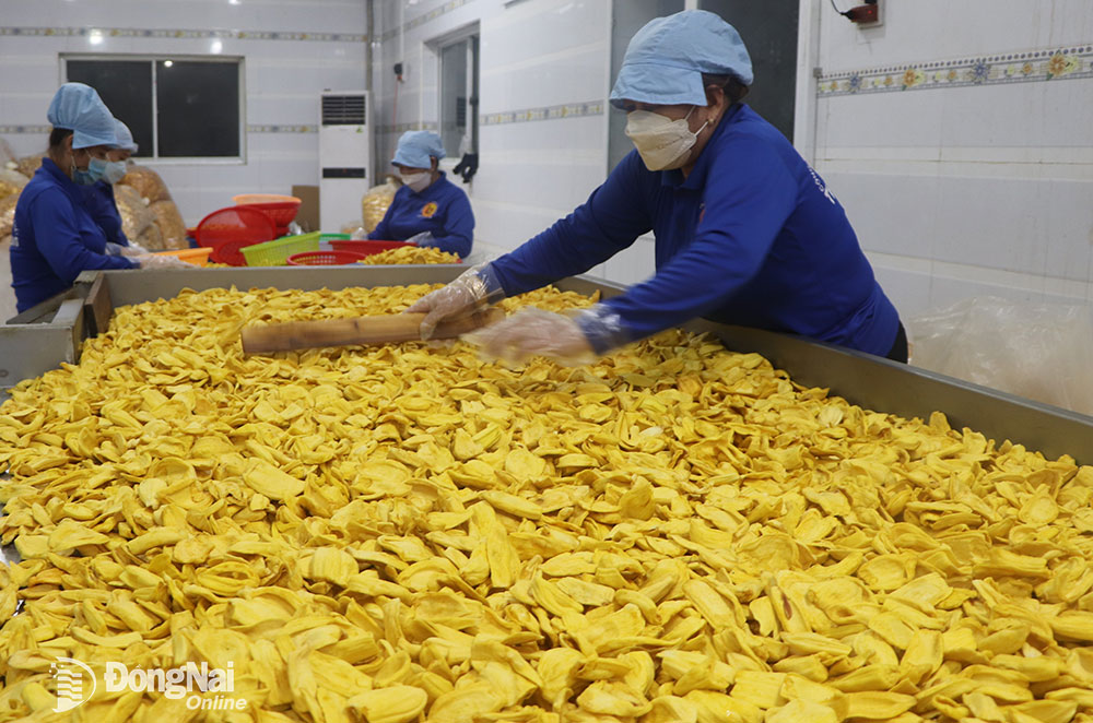 Chế biến các mặt hàng trái cây tại Công ty TNHH Thương mại sản xuất Thuận Hương (H.Định Quán). Ảnh: B.Nguyên