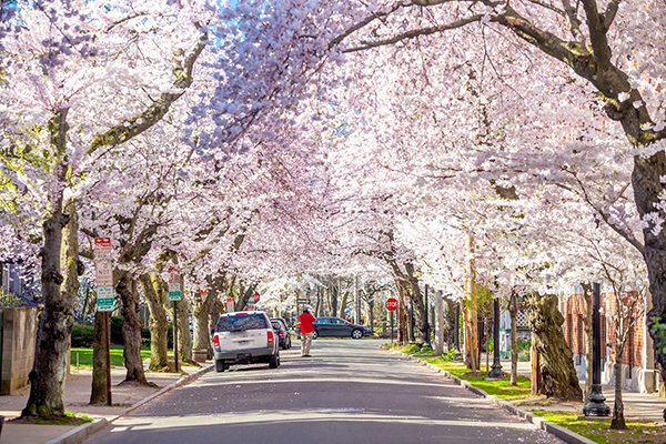 Quảng trường Wooster (TP.New Haven, tiểu bang Connecticut) rực rỡ sắc hoa anh đào vào mỗi năm. Nguồn: f11photo/Shutterstock/lonelyplanet.com