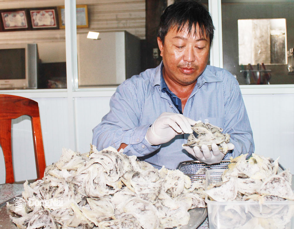 Ông Nguyễn Hoàng, chủ Cơ sở Sơ chế biến Hoàng Nhật Kim tại xã Gia Tân 3, H.Thống Nhất giới thiệu sản phẩm tổ yến sau thu hoạch. Ảnh: B.Nguyên