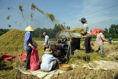 Nông dân xã Thiện Tân (huyện Vĩnh Cửu) thu hoạch lúa. Ảnh: C.Nghĩa