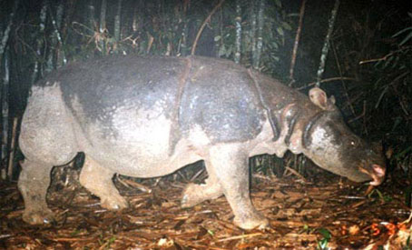 Tê giác ở Vườn quốc gia Cát Tiên có nguy cơ bị tuyệt chủng.  Ảnh: T.L