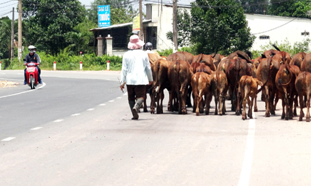 Người chăn bò ung dung dẫn bò đi trên đường, chiếm gần hết phần đường bên phải. (Ảnh chụp trên đường vành đai Phú Thạnh - Phú Đông, huyện Nhơn Trạch).