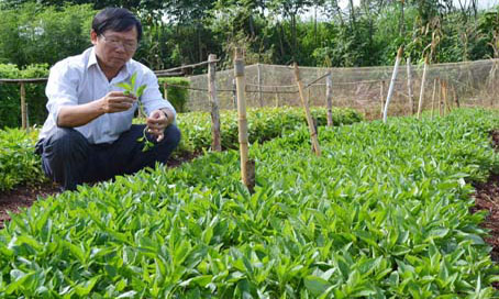 Kỹ sư Trịnh Đức Phong đang kiểm tra vườn rau rừng.    Ảnh: V.NAM