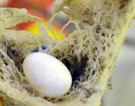 Tổ và trứng của chim yến.                  Ảnh: V. NAM