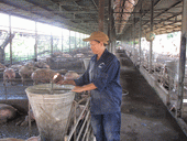 Những trang trại lớn có thương hiệu không sử dụng chất cấm trong chăn nuôi. Ảnh: Trại nuôi heo của Công ty Chăn nuôi Phú Sơn (huyện Trảng Bom)