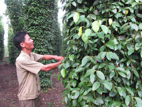 Tiêu là cây trồng thâm canh vượt kế hoạch. Trong ảnh: Tiêu trồng ở xã Xuân Thọ (huyện Xuân Lộc)