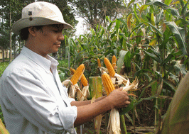 Nông dân chuyển đất lúa sang trồng bắp đạt lợi nhuận cao gấp 2 lần