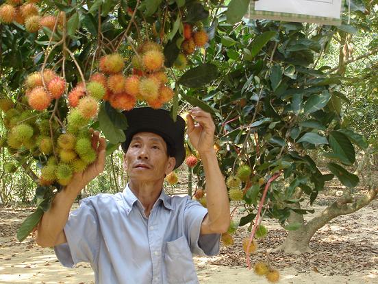 Phòng trừ bệnh tốt vườn chôm chôm cho năng suất cao. Trong ảnh: Chôm chôm trồng ở xã Lộc An, huyện Long Thành.