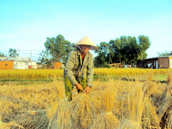 Sau khi thu hoạch lúa, rơm được tận dụng để phục vụ cho việc trồng trọt, chăn nuôi…