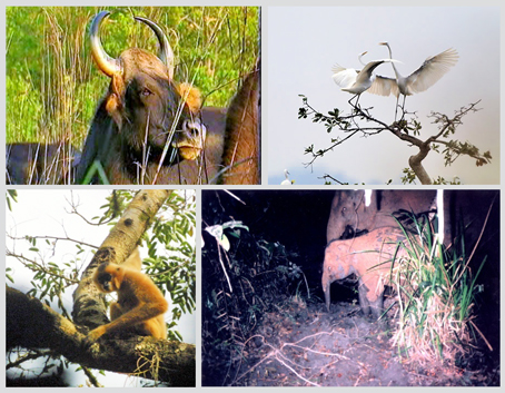 Các loài động vật hoang dã, loài chim quý ở Vườn quốc gia Cát Tiên.