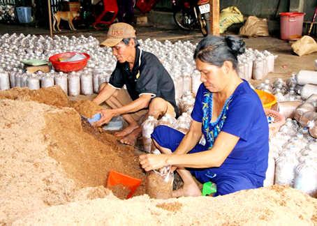 Nhiều nông dân xã Xuân Định (huyện Xuân Lộc) thoát nghèo nhờ trồng nấm. Ảnh:  C. Nghĩa