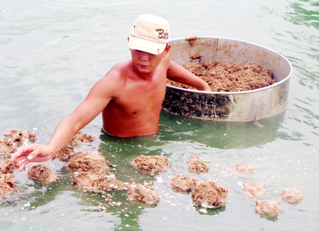 Thức ăn thủy sản liên tục tăng đẩy giá thành chăn nuôi tăng cao. Trong ảnh: Nuôi cá công nghiệp tại HTX Vĩnh Hưng, xã Tân Hạnh (TP. Biên Hòa)
