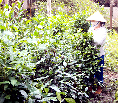 Gốc trà xanh lâu năm được mua bán như những cây kiểng.