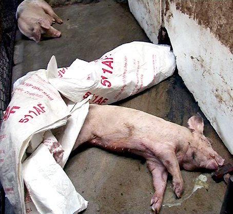Bắt quả tang lò giết mổ heo bệnh