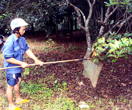 Người lấy trứng kiến phải dùng vợt đưa vào dưới tổ rồi lay nhẹ cành cây để trứng rơi vào bên trong.