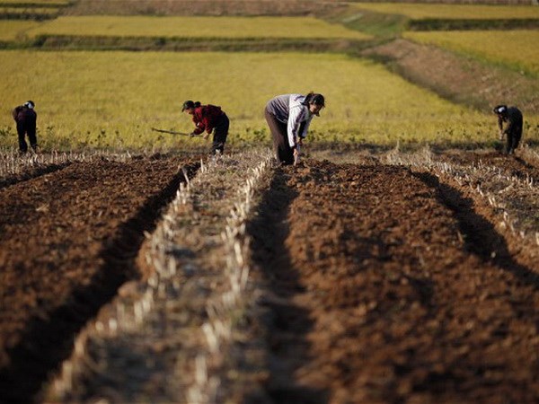 Nông dân Triều Tiên làm việc trên cánh đồng. (Nguồn: Reuters)