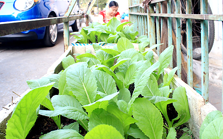 Rau sạch được trồng trong thùng xốp của chị Tho (khu chung cư 5 tầng, KP.4, đường Nguyễn Ái Quốc, TP.Biên Hòa).
