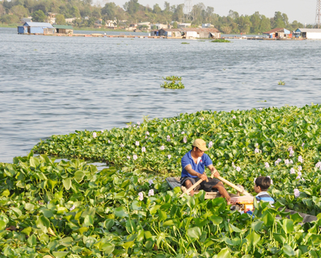 Mùa lục bình trên sông
