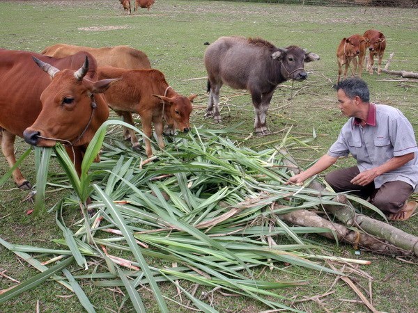 Nhiều hộ gia đình đã thoát nghèo nhờ sử dụng nguồn vốn vay phát triển nuôi bò hiệu quả. (Ảnh minh họa: TTXVN)