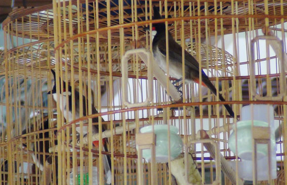 Chú chim đang so kè nhau về giọng hát và dáng đứng tại hội thi.