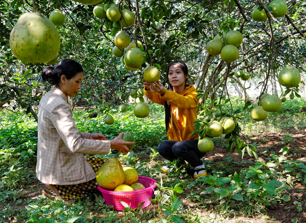 Hoàn thiện chuỗi giá trị sản phẩm bưởi Tân Triều