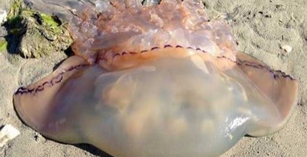 Hình ảnh con sứa "khủng" dạt vào bãi tắm khiến người dân được phen hoảng hốt. (Nguồn: Dorset Media Service)