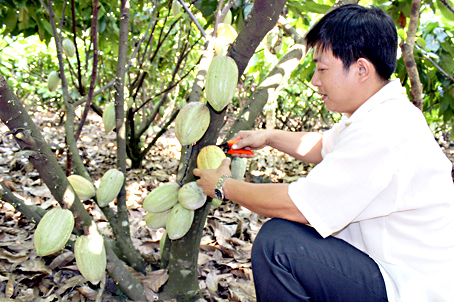 Ông Trương Thanh Bình giới thiệu vườn ca cao trái vụ vẫn trĩu quả.