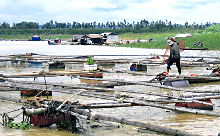 Mô hình lập vèo nuôi cá mè không cho ăn hiện khá phổ biến ở sông La Ngà (huyện Định Quán).