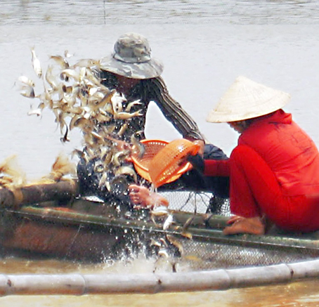 Vợ chồng người con út của ông Trần Văn Minh đang lựa cá mè 3 tháng tuổi để tách đàn nuôi riêng.