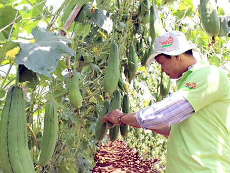 Mô hình thực nghiệm giống năng suất cao, kháng bệnh của Công ty TNHH Việt Nông.