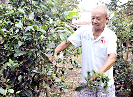 Ông Trà Văn Pháp chăm sóc cho vườn trà.
