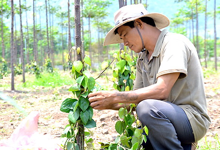 Cây tiêu là một trong số các cây trồng chủ lực trong phong trào xây dựng nông thôn mới ở Xuân Lộc.