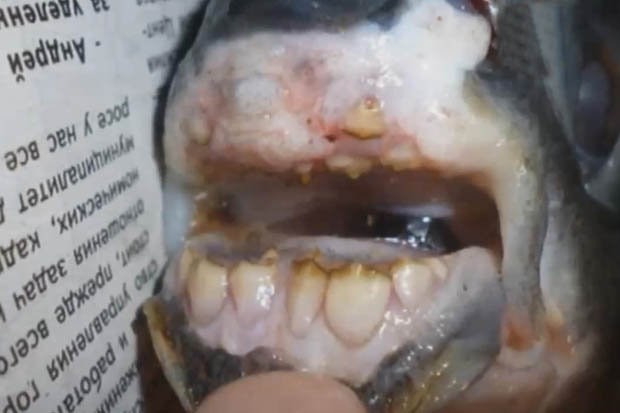Con cá có hàm răng giống người. (Nguồn: CEN)