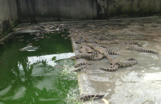 Một cơ sở chăn nuôi cá sấu tại huyện Định Quán 