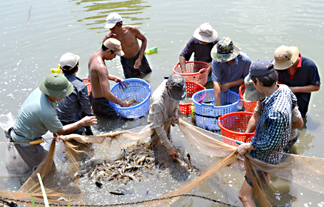Thủy sản là một trong những mặt hàng xuất khẩu khá mạnh của Việt Nam vào Nhật Bản trong những năm qua. Ảnh: K. Giới