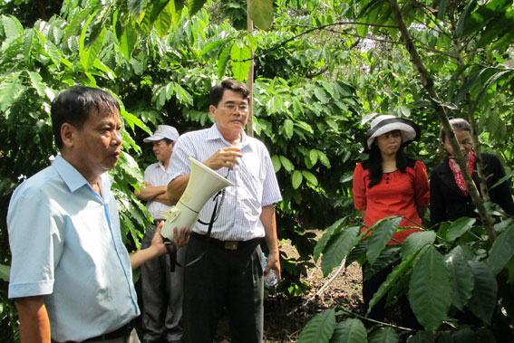 Ông Phan Minh Báu, Phó giám đốc Sở Nông nghiệp và phát triển nông thôn giới thiệu về vườn cà phê được cải tạo theo giống mới.  