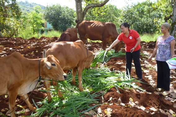 Hội Chữ thập đỏ tỉnh đi thăm các gia đình được nhận bò trong chương trình Ngân hàng bò.
