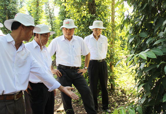 Đoàn thăm vườn tiêu của “vua” tiêu Trần Hữu Thắng, xã Xuân Thọ. 
