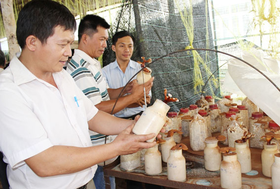 Nông dân tham quan mô hình trồng nấm bằng phế - phụ phẩm nông nghiệp. Ảnh: B.Nguyên
